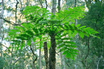 Fototapeta premium Fern tree leaves in the rainforest
