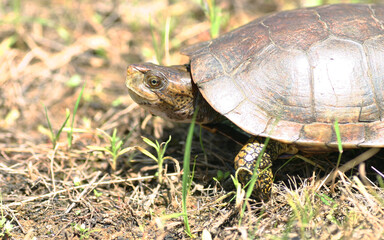 Side view of a Western Pond Turtle (Actinemys marmorata) walking in the grass. 