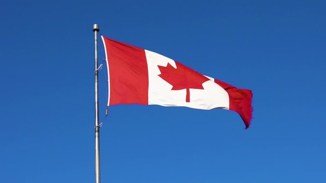 Canadian maple leaf flag waving in the wind with clear blue sky; slow motion