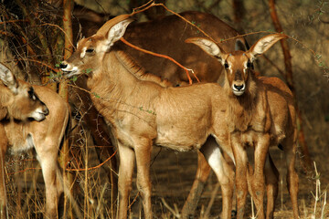 Antilope rouanne (hippotragus equinus)