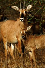 Antilope rouanne (hippotragus equinus)