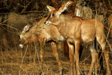 Antilope rouanne (hippotragus equinus)
