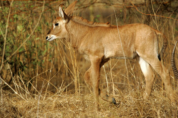 Naklejka na ściany i meble Antilope rouanne (hippotragus equinus)