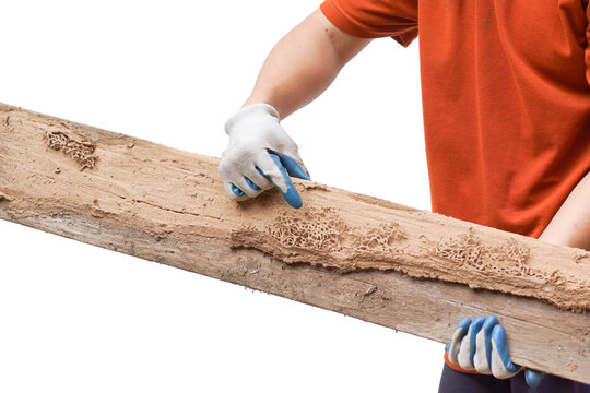 A carpenter holding a wood plank destroyed by termites