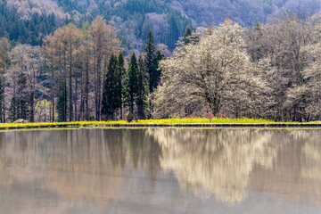 白馬村四十九院のこぶしと菜の花