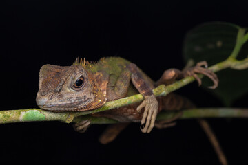 Macro Closeup image of rare species lizard of Sabah, Borneo