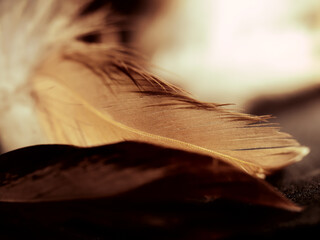Close upstudio shot of feathers on black background