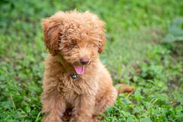 Cute puppy Toy Poodle sit at green garden