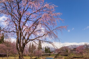 大出公園から桜と雪をかぶった北アルプス