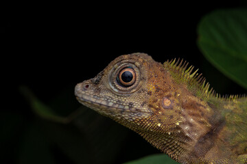 Macro Closeup image of rare species lizard of Sabah, Borneo