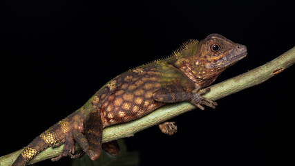 Macro Closeup image of rare species lizard of Sabah, Borneo