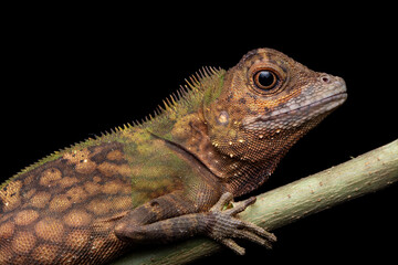 Macro Closeup image of rare species lizard of Sabah, Borneo