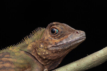 Macro Closeup image of rare species lizard of Sabah, Borneo
