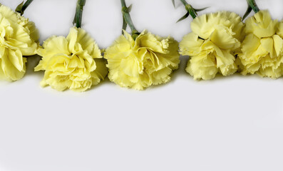 yellow carnations on white background. Carnation flowers isolated.