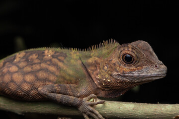 Macro Closeup image of rare species lizard of Sabah, Borneo