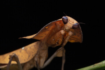 Beautiful close-up of wildlife Dead leaf mantis on green leaves - Deroplatys truncata (selective...