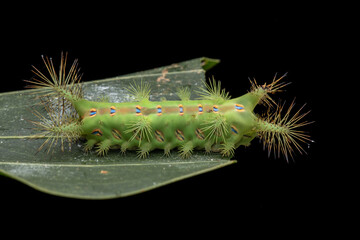 Close up of beautiful green stinging nettle slug caterpillar on green leaves