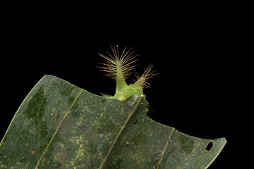 Close up of beautiful green stinging nettle slug caterpillar on green leaves