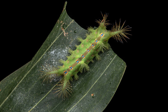 Close up of beautiful green stinging nettle slug caterpillar on green leaves