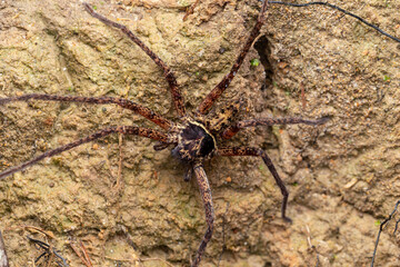 Beautiful Wildlife spider on ground