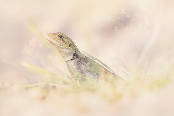 Obraz premium Portrait of a small Australian lizard - the Jacky Dragon (Amphibolurus muricatus)