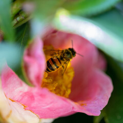 Bee hovering over Pink and red flower trying to get pollen with a nice green background