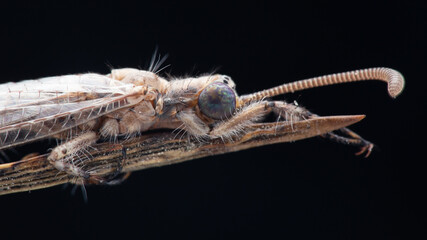 Macro photo of insect antlion on a plant of Sabah, Borneo