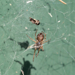 close up macro of a spider hunting a bee caught it in its web and eating 