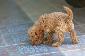 cute puppy sit on floor