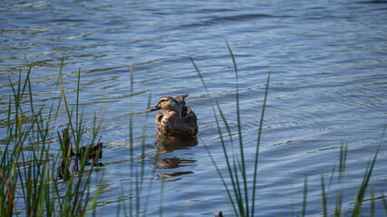 Duck swimming in the pond