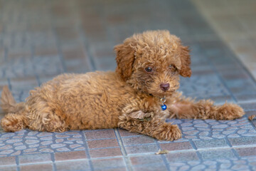 cute puppy sit on floor