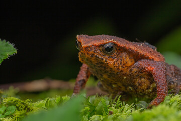 Macro closeup image of Sticky Frog (Kalophrynus meizon) Sabah, Borneo