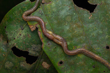 Macro image of Wildlife worm are mating on the green leaves