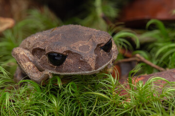 Nature view of litter frog of Borneo, Close-up of beautiful frog of Borneo