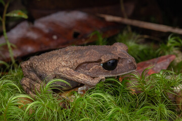 Nature view of litter frog of Borneo, Close-up of beautiful frog of Borneo