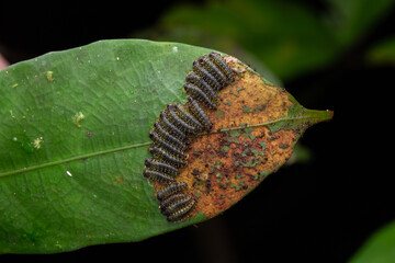 A group of sawfly larva on leaves (selective focus)