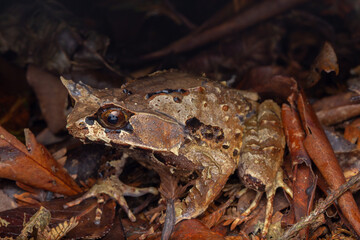 Macro image of a huge horned frog from Borneo - Megophrys kobayashii