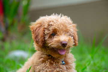 Cute puppy Toy Poodle sit at green garden