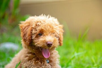 Cute puppy Toy Poodle sit at green garden