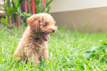 Cute puppy Toy Poodle sit at green garden