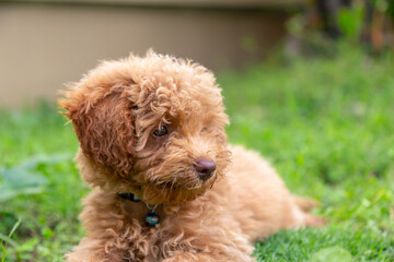Cute puppy Toy Poodle sit at green garden