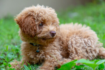 Cute puppy Toy Poodle sit at green garden