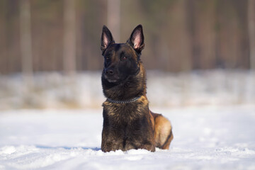 Serious Belgian Shepherd dog Malinois with a chain collar lying down on a snow in winter