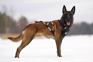 Obedient Belgian Shepherd dog Malinois posing outdoors in winter standing on a snow wearing a black X-back sled dog harness with reflectors