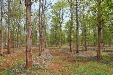 teak forest 