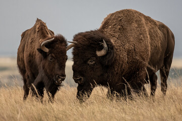 Male and Female Bison Together © kellyvandellen