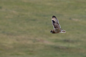 Obraz premium Owl Flies Across Field with Copy Space