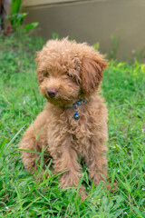 Cute puppy Toy Poodle sit at green garden