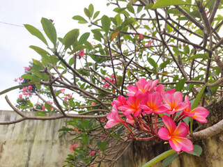 Fototapeta na wymiar Frangipani flower with green leaves on blurred background