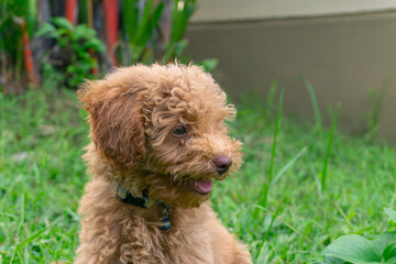 Cute puppy Toy Poodle sit at green garden